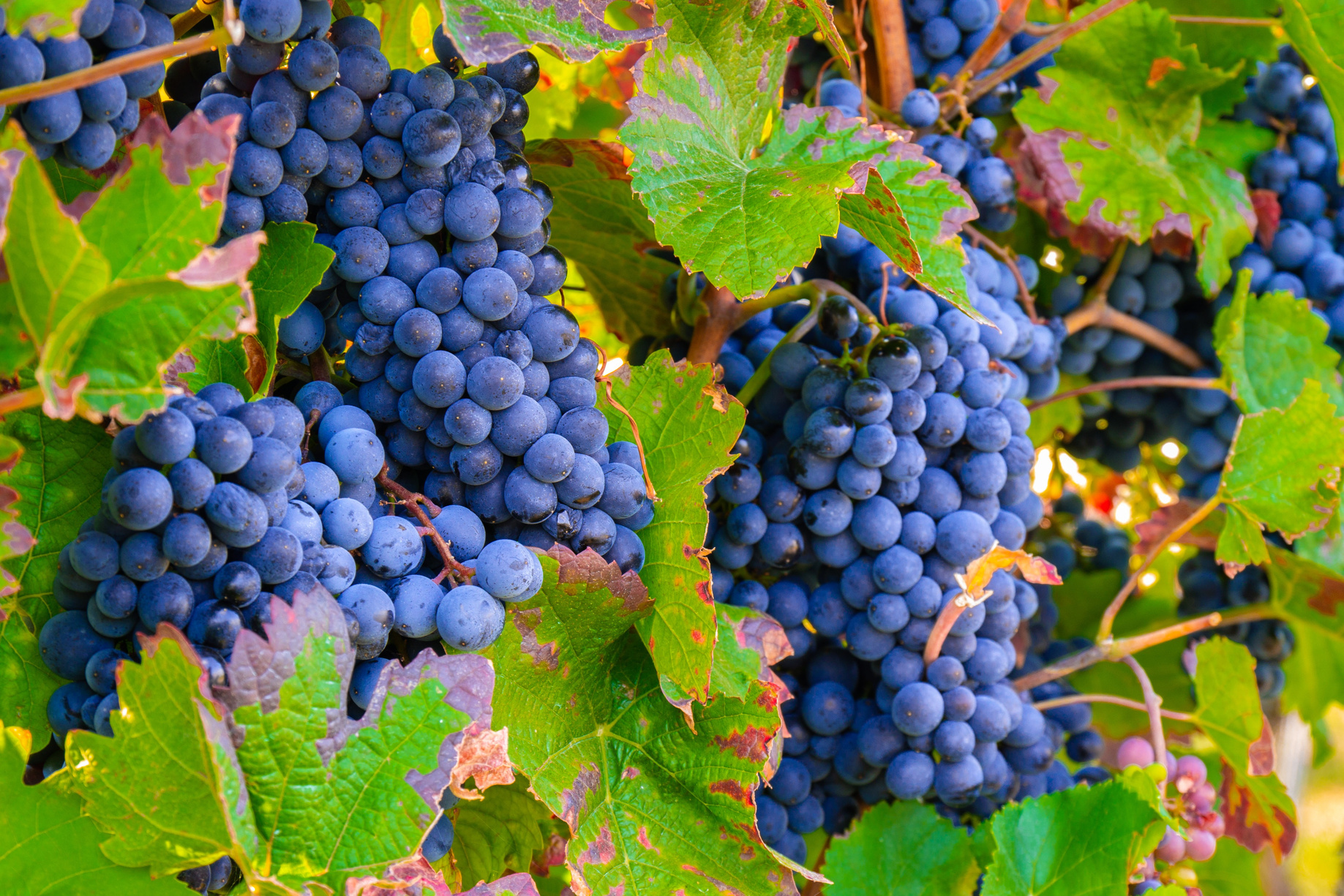 Grapes in the Vineyard
